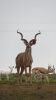 LOT 38A 4 X 60"- 64" Kudu Genetics LASARUS Albertinia (Pay per piece to take the lot) - 6