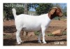 1X BOER GOAT FLOCK DOE MON DESIR BOERBOKSTOET