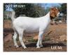 1X BOER GOAT FLOCK DOE MON DESIR BOERBOKSTOET