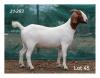 1X BOER GOAT STUD DOE MON DESIR BOERBOKSTOET