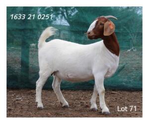 1X BOER GOAT PREGNANT FLOCK DOE MON DESIR BOERBOKSTOET