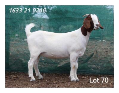 WITHDRAWN - 1X BOER GOAT DOE MON DESIR BOERBOKSTOET