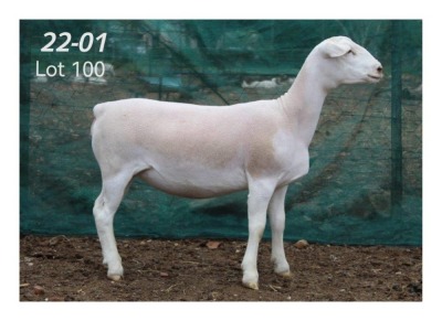 1X WHITE DORPER EWE MON DESIR WIT DORPERSTOET