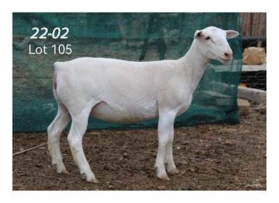 1X WHITE DORPER EWE MON DESIR WIT DORPERSTOET