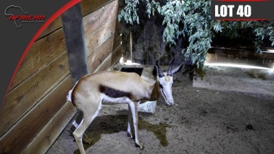 Hartwater Springbuck