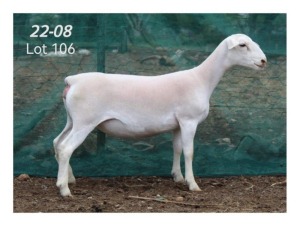 1X WHITE DORPER EWE MON DESIR WIT DORPERSTOET