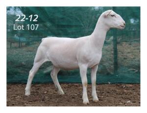 1X WHITE DORPER EWE MON DESIR WIT DORPERSTOET