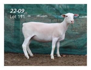 1X WHITE DORPER EWE MON DESIR WIT DORPERSTOET