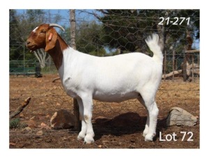 1X BOER GOAT FLOCK DOE MON DESIR BOERBOKSTOET