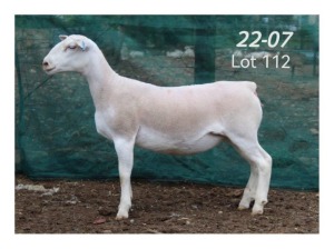 1X WHITE DORPER EWE MON DESIR WIT DORPERSTOET