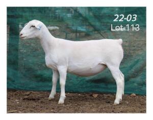 1X WHITE DORPER EWE MON DESIR WIT DORPERSTOET