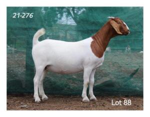 1X BOER GOAT FLOCK DOE MON DESIR BOERBOKSTOET