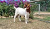 1X BOER GOAT FLOCK DOE ERIK MEYER