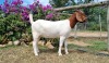 1X BOER GOAT FLOCK DOE ERIK MEYER