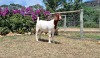 1X BOER GOAT FLOCK DOE ERIK MEYER