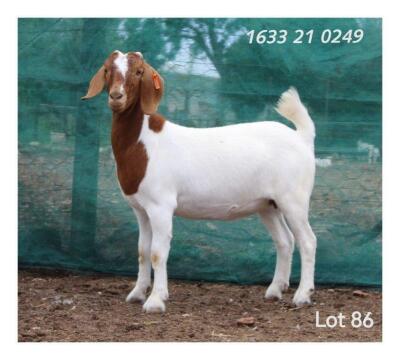 1X BOER GOAT FLOCK DOE MON DESIR BOERBOKSTOET