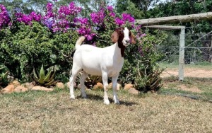 1X BOER GOAT FLOCK DOE ERIK MEYER