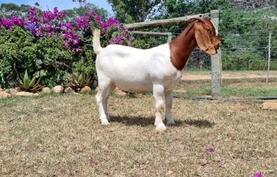 1X BOER GOAT FLOCK DOE ERIK MEYER