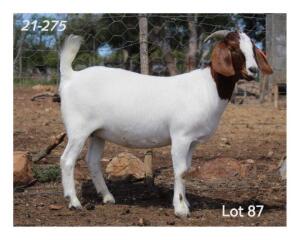 1X BOER GOAT PREGNANT FLOCK DOE MON DESIR BOERBOKSTOET