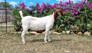 WITHDRAWN - 1X BOER GOAT DOE ERIK MEYER