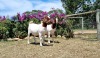 2X BOER GOAT DOE FLOCK ERIK MEYER (Pay per piece to take the lot)