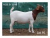 1X BOER GOAT FLOCK DOE MON DESIR BOERBOKSTOET