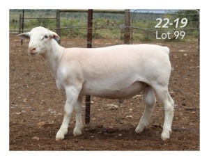 1X WHITE DORPER RAM MON DESIR WIT DORPERSTOET