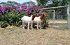 2X BOER GOAT FLOCK DOE ERIK MEYER (Pay per piece to take the lot)