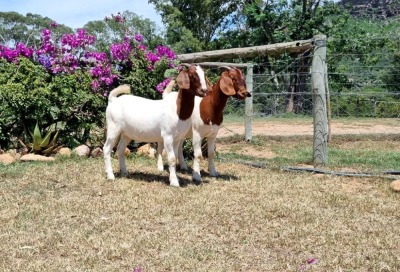 WITHDRAWN - 2X BOER GOAT DOE ERIK MEYER (Pay per piece to take the lot)