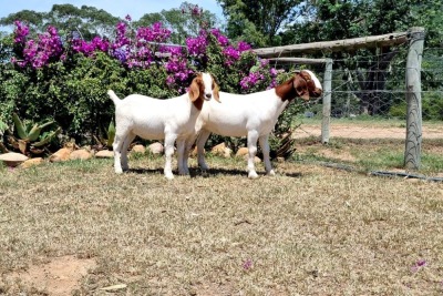 2X BOER GOAT FLOCK DOE ERIK MEYER (Pay per piece to take the lot)