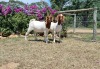 2X BOER GOAT FLOCK DOE ERIK MEYER (Pay per piece to take the lot)