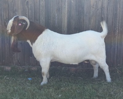 WITHDRAWN - 1X BOER GOAT BUCK KAMEELDORING BOERBOKSTOET