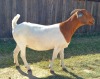 WITHDRAWN - 1X BOER GOAT DOE KAMEELDORING BOERBOKSTOET