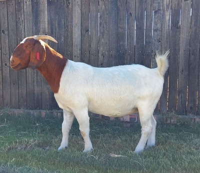 WITHDRAWN - 1X BOER GOAT DOE KAMEELDORING BOERBOKSTOET