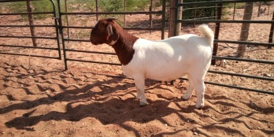 1X BOER GOAT FLOCK DOE JH GOUWS BOERBOKSTOET