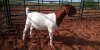 WITHDRAWN - 1X BOER GOAT DOE JH GOUWS BOERBOKSTOET