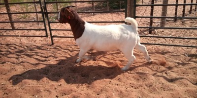 WITHDRAWN - 1X BOER GOAT DOE JH GOUWS BOERBOKSTOET