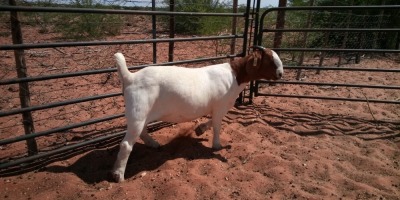 1X BOER GOAT FLOCK DOE JH GOUWS BOERBOKSTOET