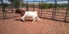 1X BOER GOAT FLOCK DOE JH GOUWS BOERBOKSTOET