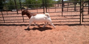 1X BOER GOATFLOCK DOE JH GOUWS BOERBOKSTOET