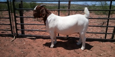 1X BOER GOAT FLOCK DOE JH GOUWS BOERBOKSTOET