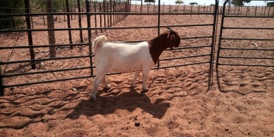 1X BOER GOAT FLOCK DOE JH GOUWS BOERBOKSTOET