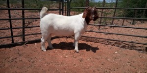 1X BOER GOAT FLOCK DOE JH GOUWS BOERBOKSTOET