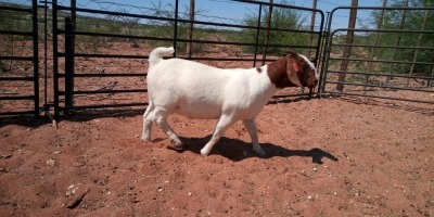 1X BOER GOAT FLOCK DOE JH GOUWS BOERBOKSTOET