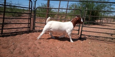 1X BOER GOAT FLOCK DOE JH GOUWS BOERBOKSTOET