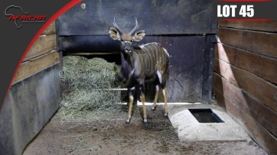 Nyala