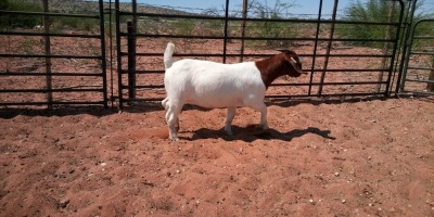 1X BOER GOAT DOE JH GOUWS BOERBOKSTOET