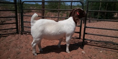 1X BOER GOAT FLOCK DOE JH GOUWS BOERBOKSTOET