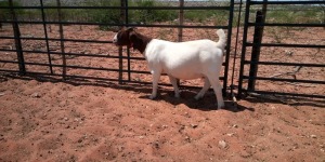 1X BOER GOAT FLOCK DOE JH GOUWS BOERBOKSTOET