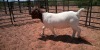 WITHDRAWN - 1X BOER GOAT DOE JH GOUWS BOERBOKSTOET